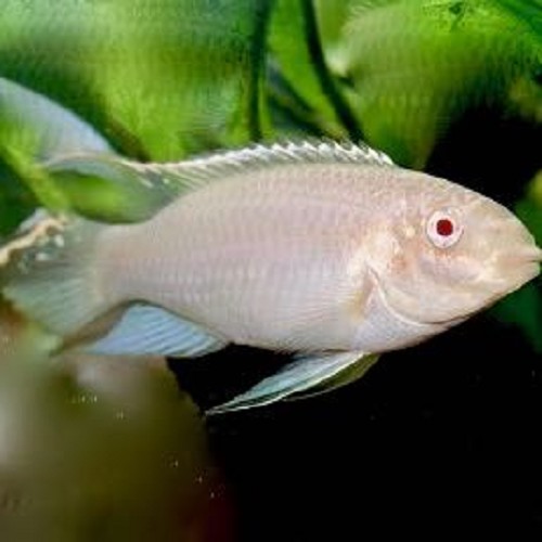 Pelvicachromis pulcher albino - Cichlidé pourpre albino 5-6 cm